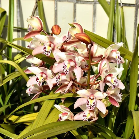 Orchid House - T1 Apartment *