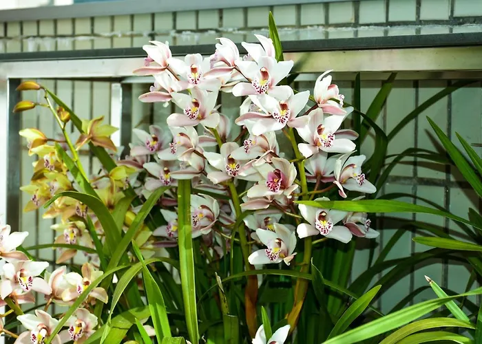 דירה Orchid House - T1 *